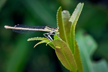 Blaue Federlibelle ( Platycnemis pennipes ).