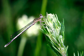 Blaue Federlibelle ( Platycnemis pennipes ).