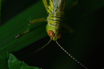 A close up of the grasshopper