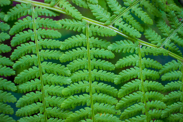 fern leaf background