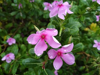 Periwinkle Flower Stock Photos- Growing Colorful Periwinkle Flowers and Plants.