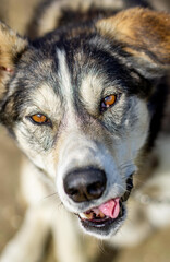 Alaskan Husky CloeUp