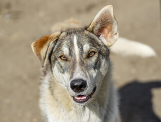 Alaskan Husky