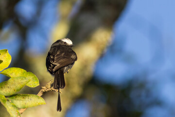 Long-tailed Tyrant (Colonia colonus - Vieillot, 1818)