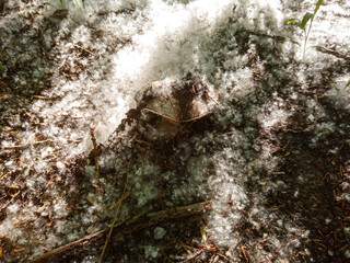 A large mushroom is covered with poplar fluff like a blanket.