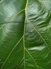 Close Green Leaf Texture Stock Photo
