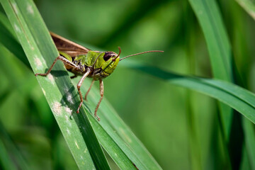 Gemeiner Grashüpfer ( Chorthippus parallelus ).