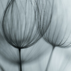 Big dandelion seed in golden sunlight. Shalow focus