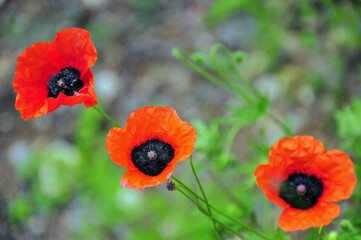red poppy flowers in nature