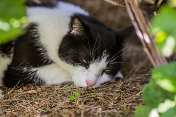 Naklejka na ściany i meble Black and white cat in the green grass