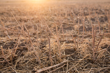 Fototapeta premium dry grass in the rays of the setting sun