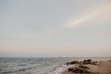 Fototapeta premium sea ​​beach seagulls flying sunset