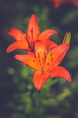 Orange lily flowers in nature. Beautiful orange lily (lilium) summer flower garden. 