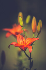 Orange lily flowers in nature. Beautiful orange lily (lilium) summer flower garden. 