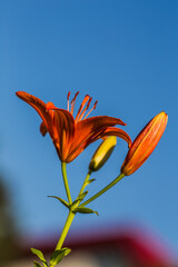 Obraz premium Orange lily flowers in nature. Beautiful orange lily (lilium) summer flower garden. 