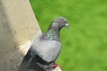 A young pigeon sitting in natural background. speed racing pigeon Kerala, India. Grey dove watching the camera.