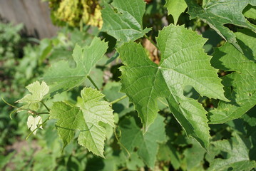 green grape leaves close up