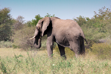 Éléphant
