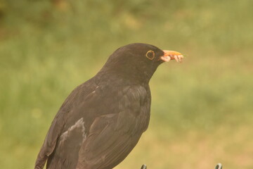 Fototapeta premium Bird with Worm in break