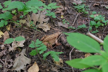 A brown frog sits in the grass.
