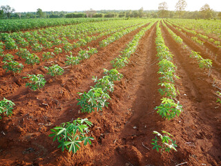 cassava plants farming in thai country.