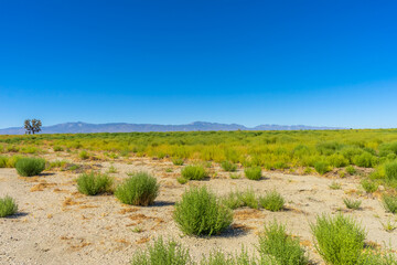 Fototapeta na wymiar Wide angel of a green field in the Mojave Desert