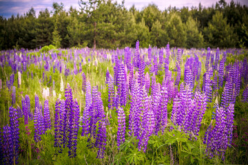 lupins