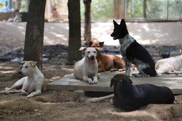 Naklejka na ściany i meble Dog shelter in Thailand, Dog Rescue