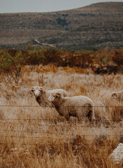 sheep in the mountains