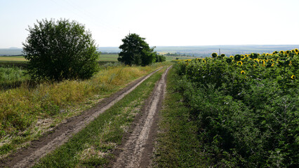 Fototapeta na wymiar a dirt road along the fields