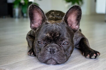 Nice French Bulldog brigee while resting  - 370006811