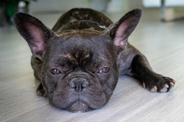 Nice French Bulldog brigee while resting  - 370006831