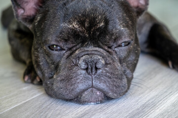 Nice French Bulldog brigee while resting  - 370006847