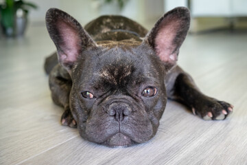 Nice French Bulldog brigee while resting  - 370006860