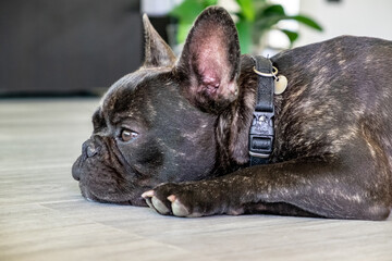 Nice French Bulldog brigee while resting  - 370006876