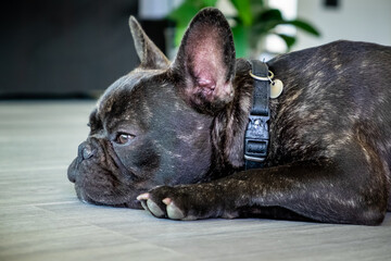 Nice French Bulldog brigee while resting  - 370006886