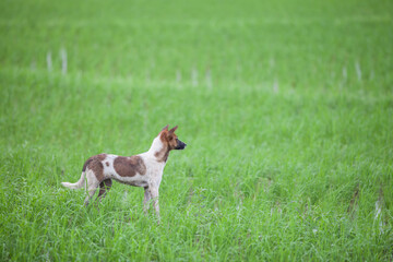 dog standing with green rice field background