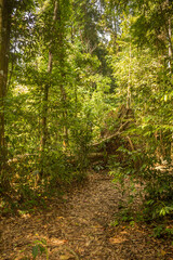 A trail through the rainforest in Gunung Leuser National Park, Bukit Lawang