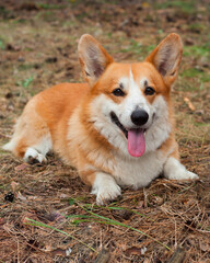 Corgi's red dog lies on the ground in the woods with his tongue stuck out