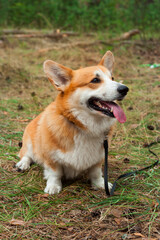 Naklejka na ściany i meble Corgi's red dog sit on the ground in the woods with his tongue stuck out