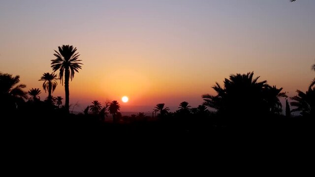 Palm trees silhouette in a beautiful sunset dusk time and birds flying in the orange sky in Esfahak village, Tabas, Iran