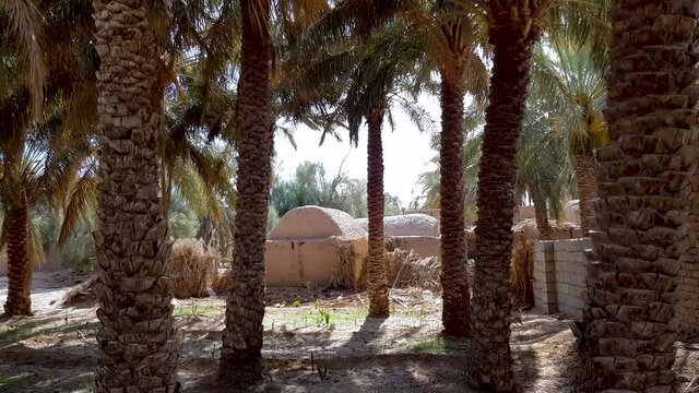 Ruins of an old mud building in palm tree in the shade of trees and summer nice breeze in desert village Rigan Kerman in Iran