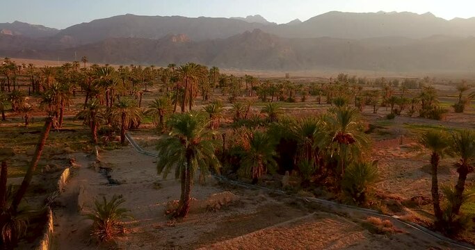 Aerial shot, Date Palm trees farm in beautiful Sunset time with Hazy landscape of mountain view in rice and saffron fields in Iran Tabas Esfahak drone wide shot
