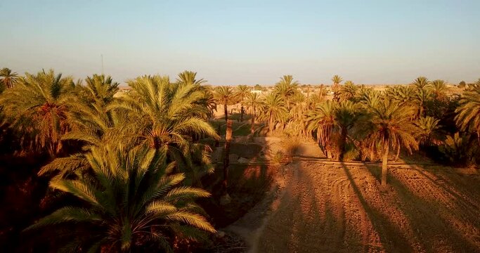 Fly on date palm trees farm land fields in beautiful sunset shadows and blue sky landscape in a summer day in rural area drone shot