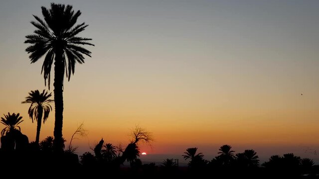Beautiful Sunset and palm trees silhouette in clear orange sky and birds flying in horizon in a rural ruin desert village in tabas Iran