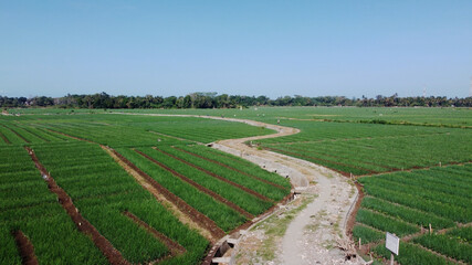 Great view on onion farm