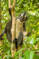 A Thomas Langur, Leaf Monkey, feeding in a tree in Bukit Lawang, Indonesia