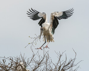 A Wood Stork brings a stick back to help build the nest.