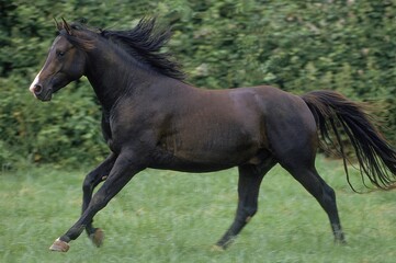 SHAGYA HORSE, STALLION GALLOPING IN PASTURE