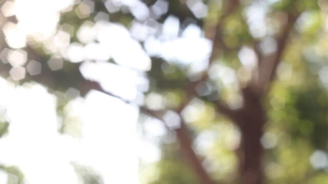 Rays of sun shining through leaves and trees bokeh sun light flare out of focus 